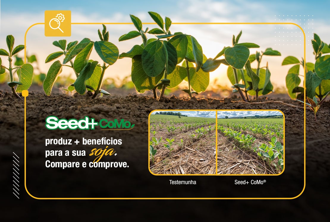 Seed CoMo